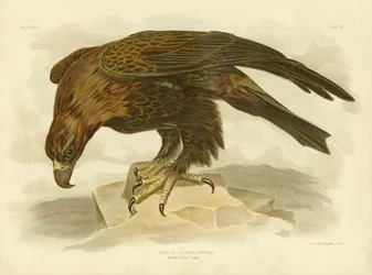 Aigle d